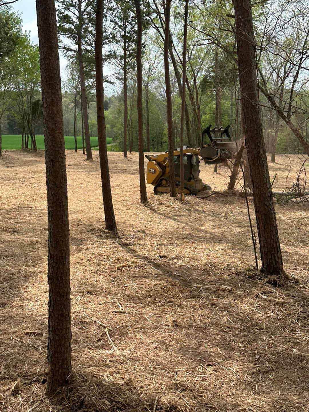 Overgrown brush before clearing