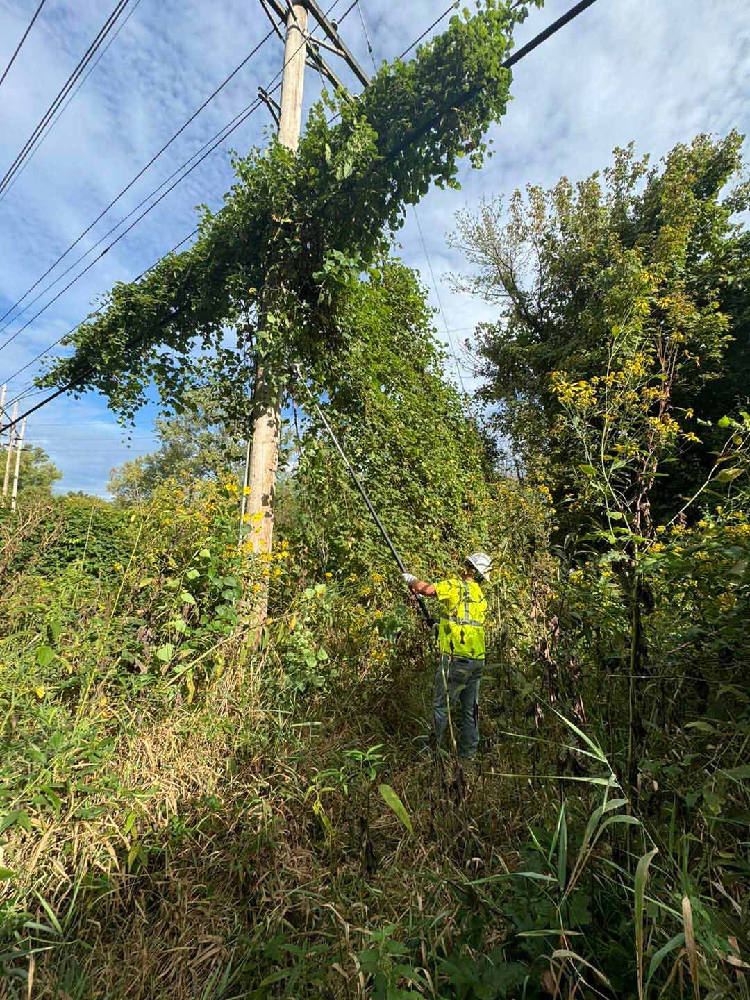 Crew clearing brush around power lines