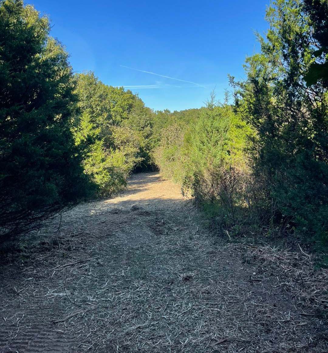 Cleared trail through hardwoods