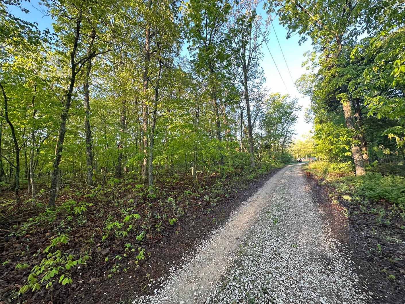 Skid steer through pines
