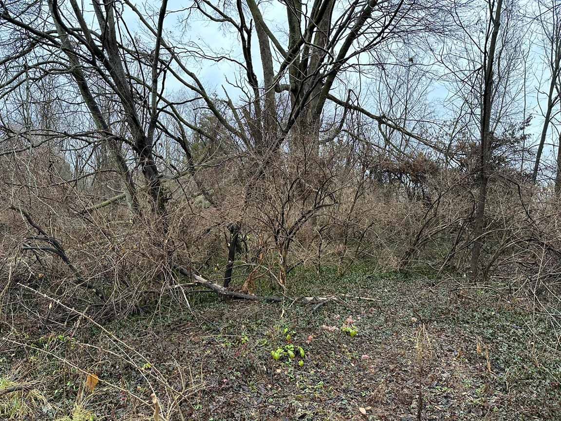 Overgrown brush before clearing